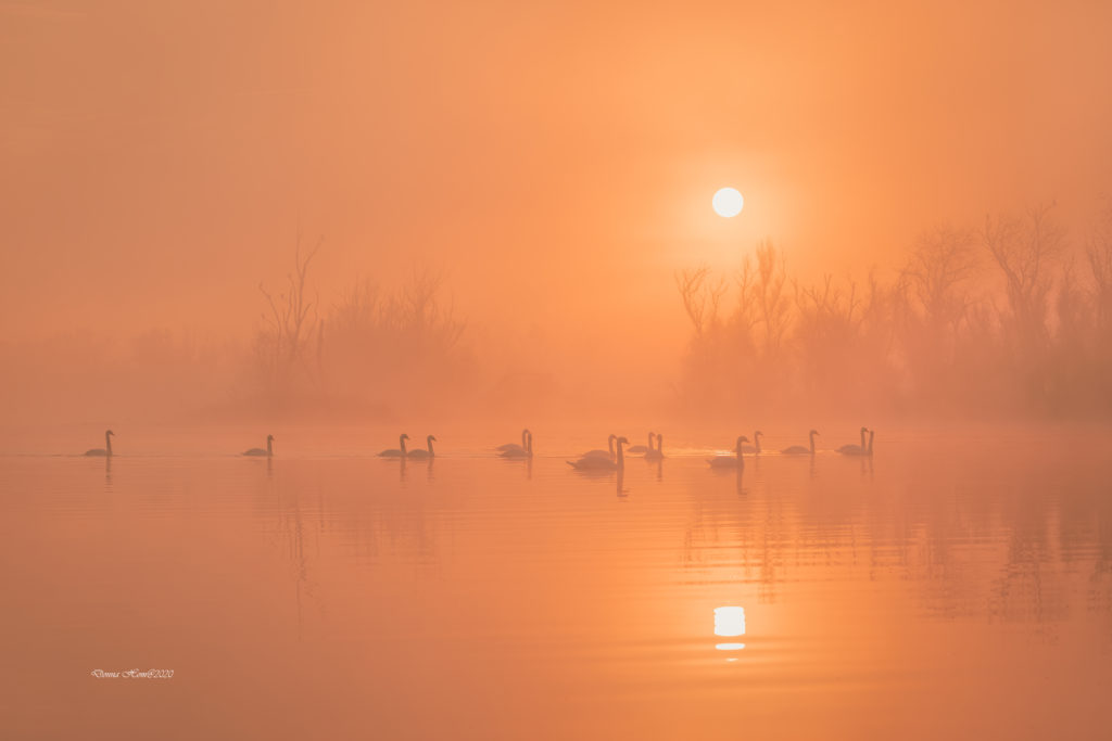 Donna-Hom-晨巡行-Morning-Parade-1024x683 by Donna Hom